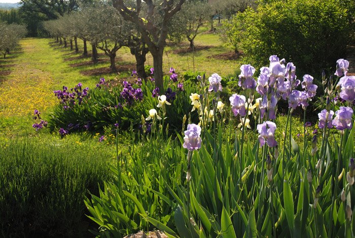 Olive Grove by mal smith