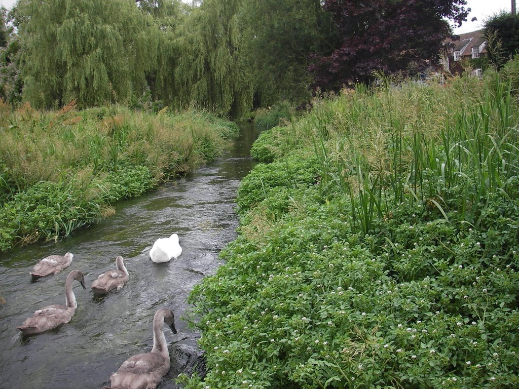 Swan and cygnets by the watermill theater centre by scouter_rob