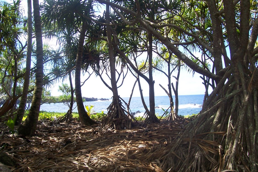 Waianapanapa State Park by hollywoodspics