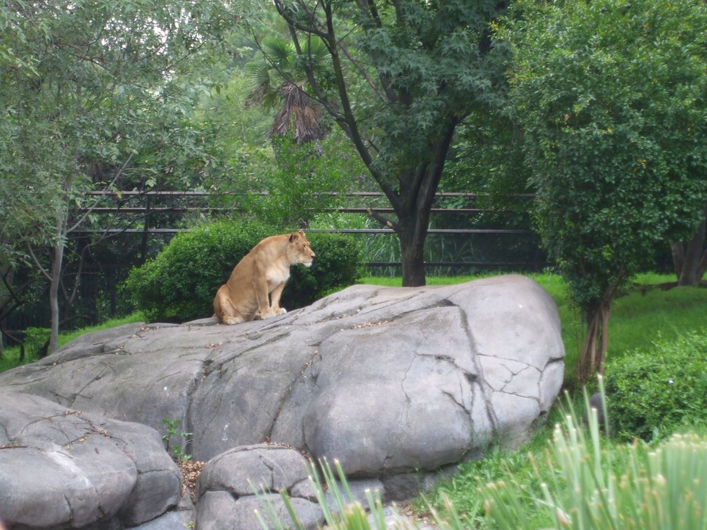 Zoologico de Chapultepec by D3nk