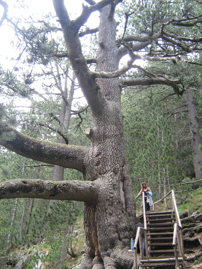 Байкушева мура / Baykusheva mura -The oldest coniferous tree in Bulgaria (over 1300 years) by tsolovi