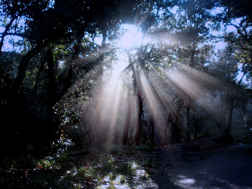 Luz en Collserola by Ignasi Raventos