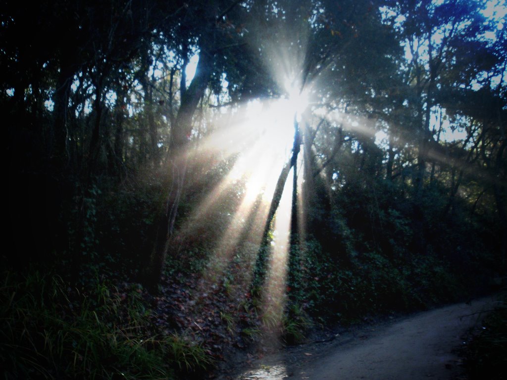 Luz en Collserola by Ignasi Raventos