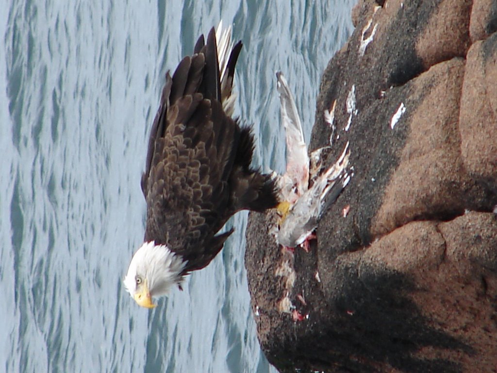 Eagle food in Acadia National Park by jamgar