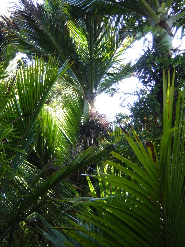 Nikau Palm (march 2005) by JWes