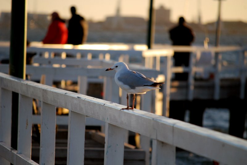 Seagull by mini_photo_girl