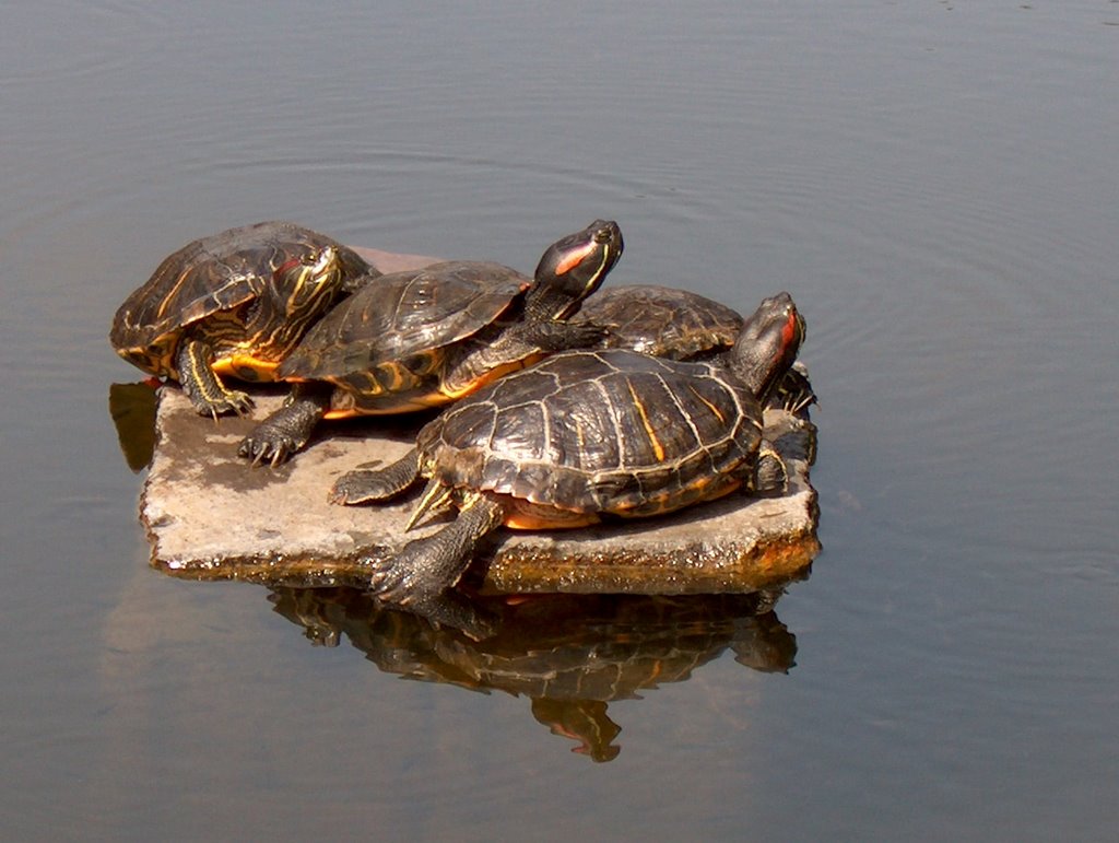 Galapagos en estanque del jardin Bótánico by papapan