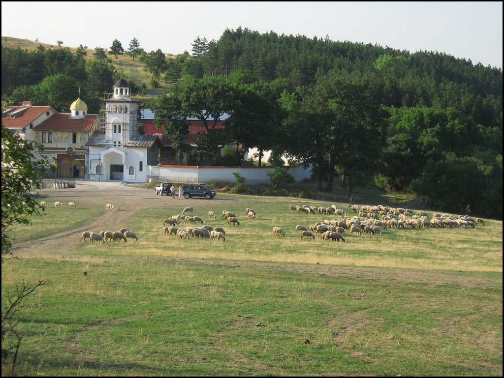 Sheeps near by the St. Petka Paraskevova by Dimitar Nikolov