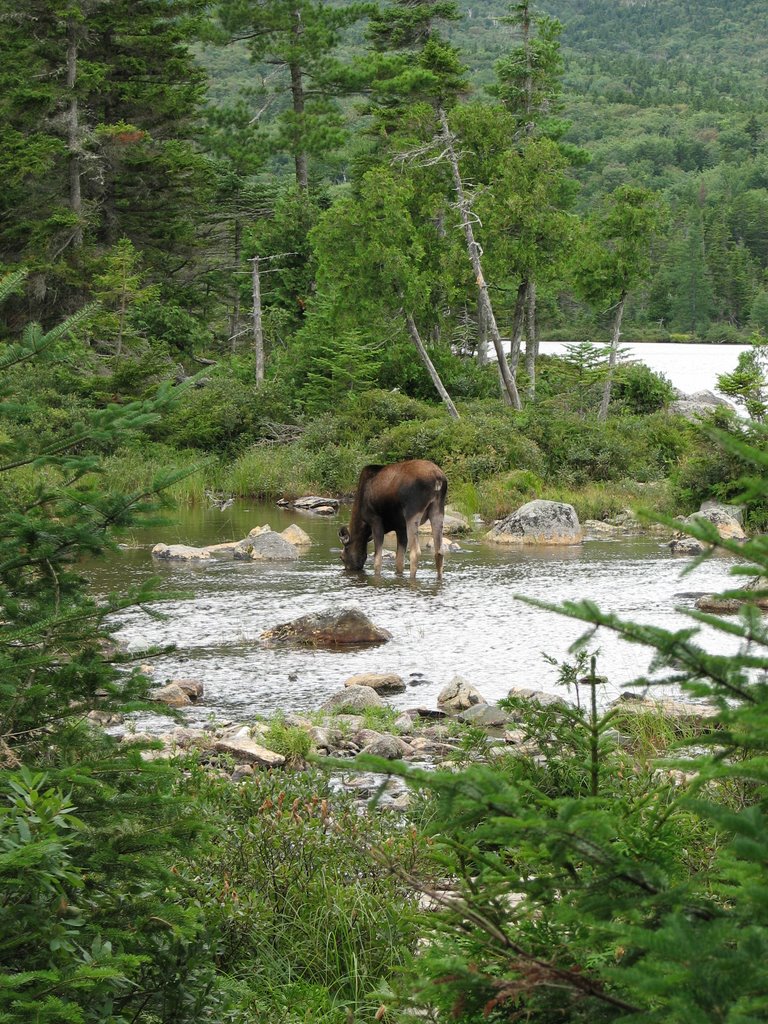 Moose at Sandy Stream Pond by dumbloserme