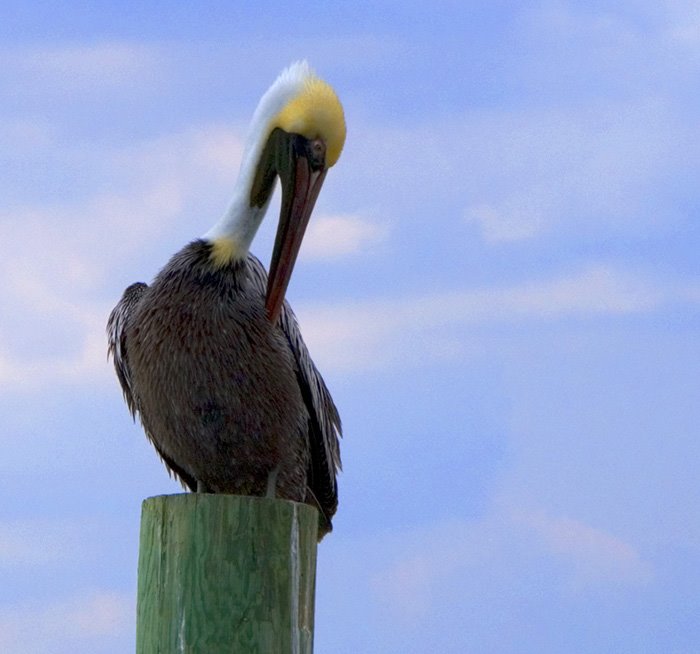 Southport Pelican by NobleNR