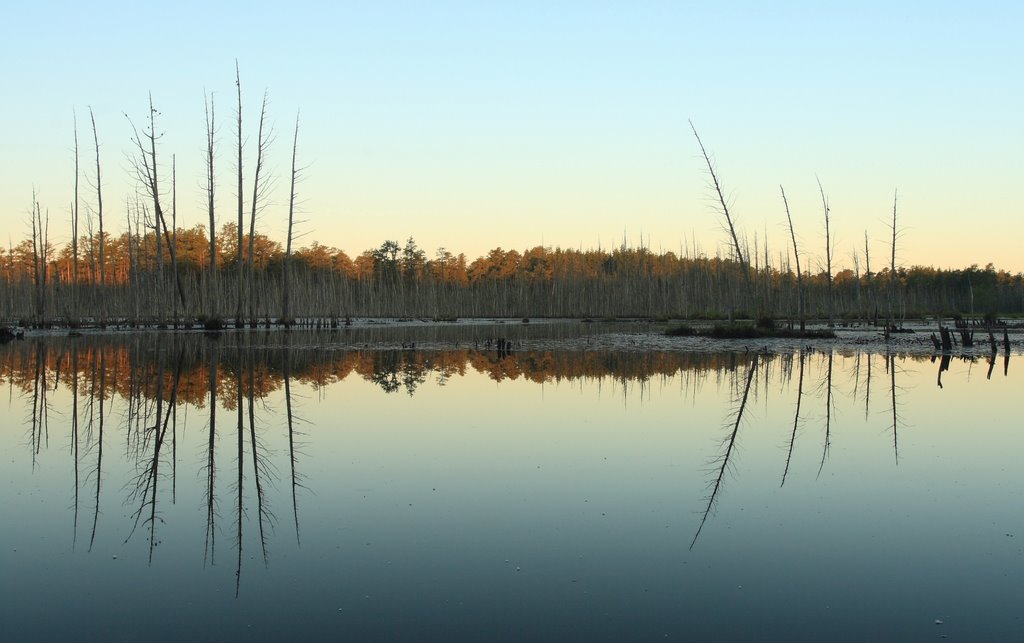 Pine Barrens, NJ by zbde