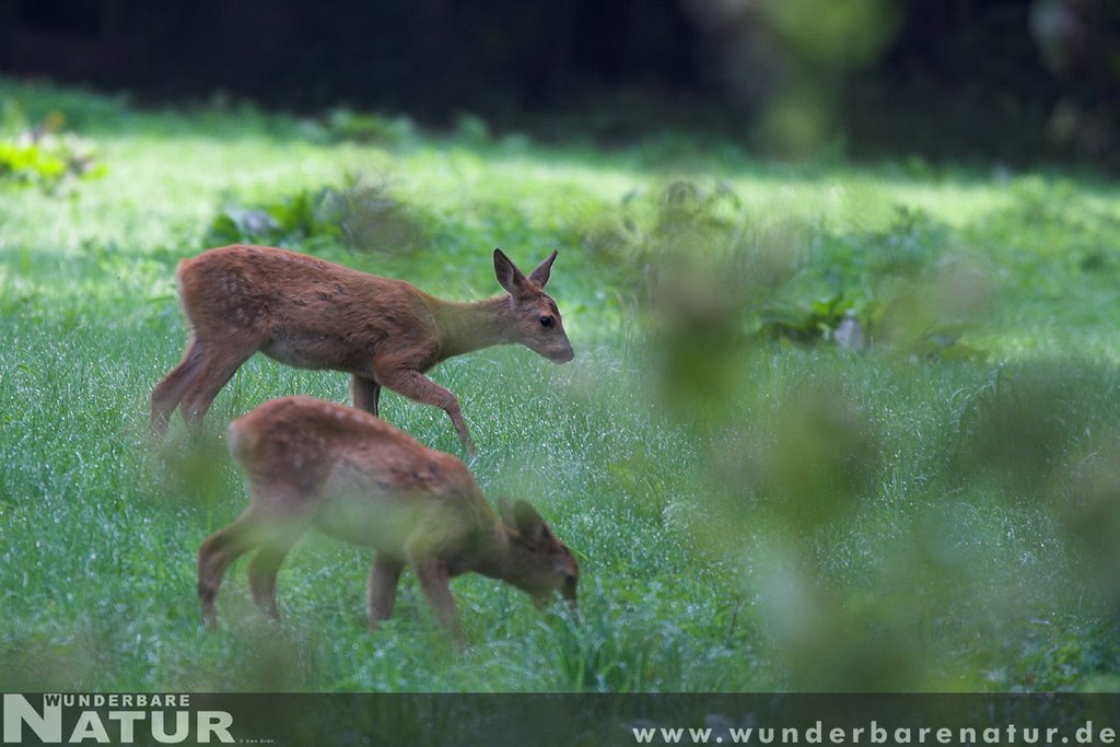 Rehe im Rautal bei Sinsheim by Uwe Grün