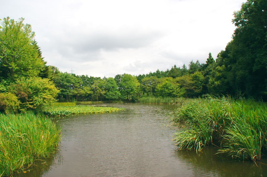 筑波実験植物園 Tsukuba Botanical Garden by tsubot