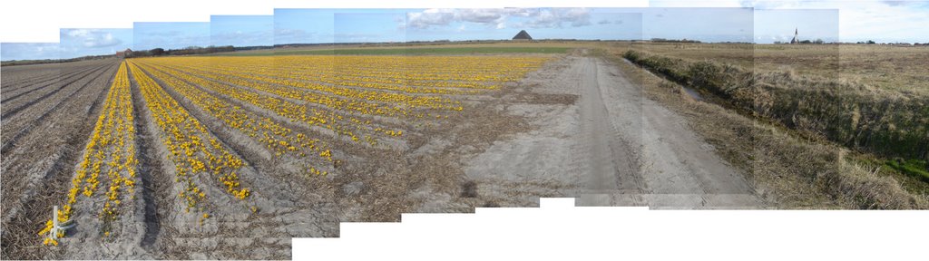 Texel - Rommelpot - Panorama Crocus Flowerfield Viewing from NNW to SE by txllxt