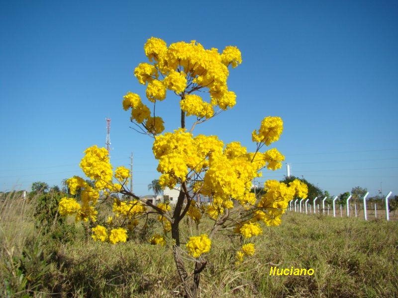 Ipê Amarelo by Leandro A lluciano