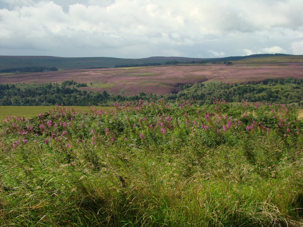 Looking towards Hallam Moors from Edge Top Bank, Sheffield S6/S10 by sixxsix