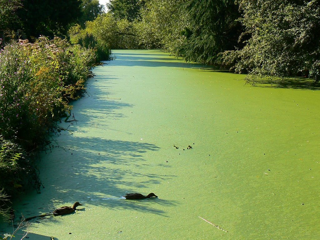 Stroudwater canal at the Ryeford Road bridge, near Stonehouse (west) by Brian B16