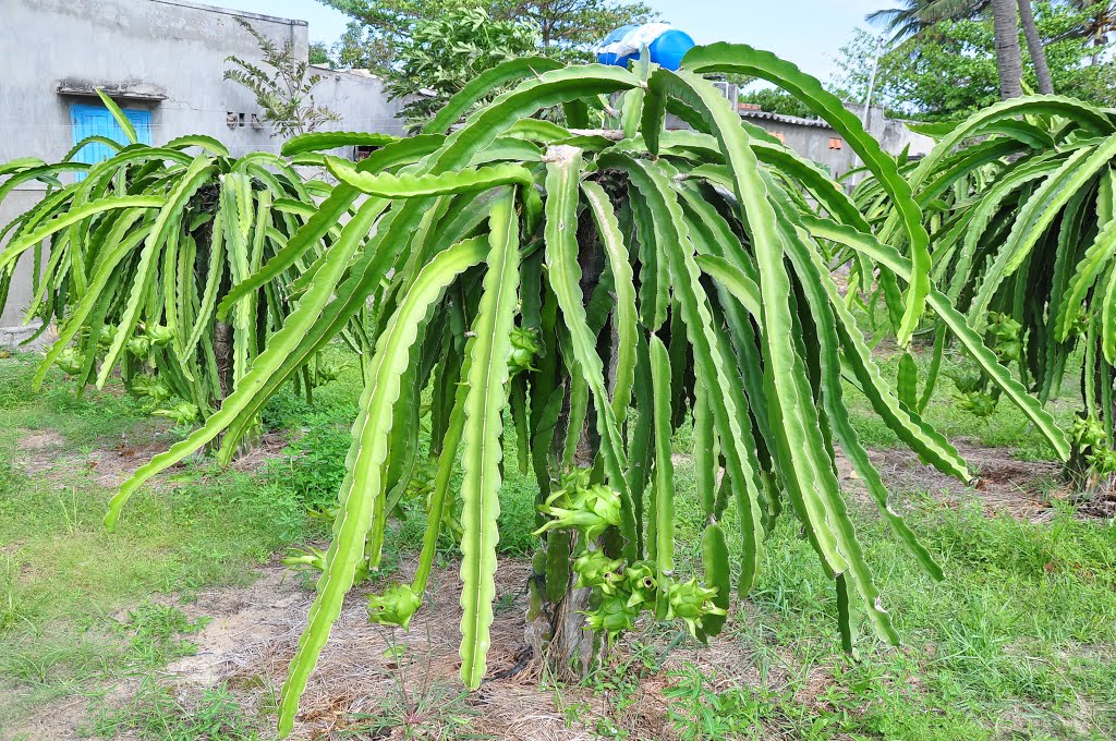 Kê Gà, Hàm Thuận Nam, Bình Thuận, Vietnam by Che Trung Hieu