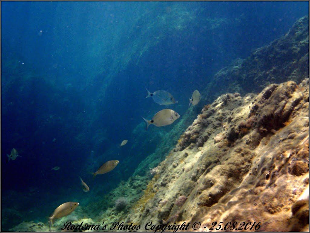 Un'immenso acquario by Rodema