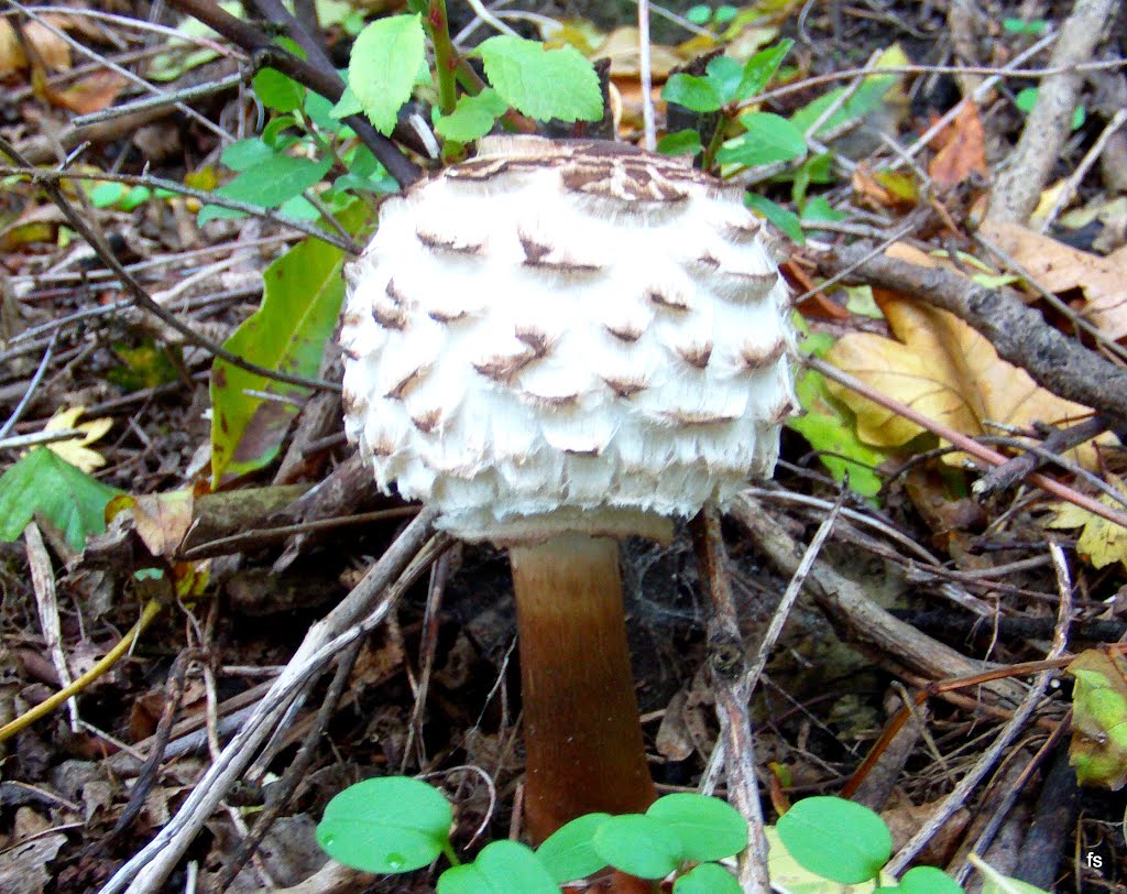 Coprinus comatus by Frans Schols