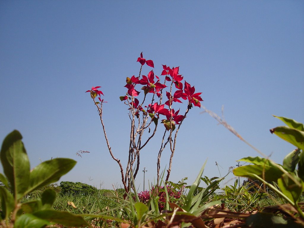 Apenas uma (mas tão linda) planta... by Jômer