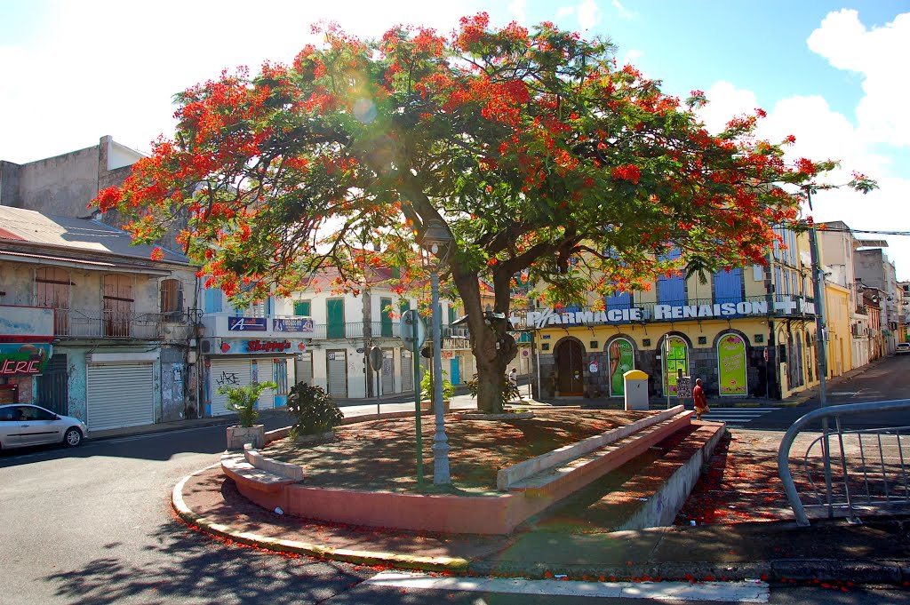 Guadeloupe Flamboyant du Cours Nolivos by Claude Roussel-Dupre