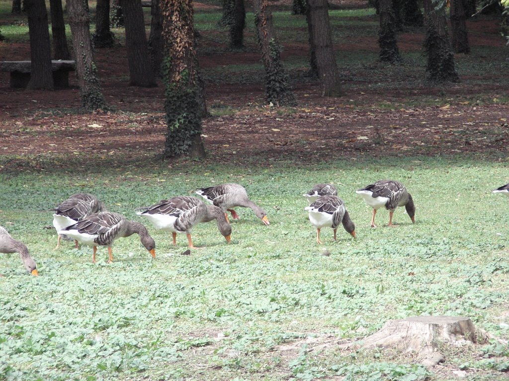 Passeggiata nel Parco Castello di Legnano by Margherita1968