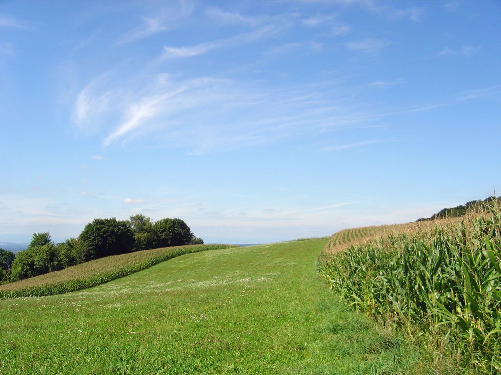 The meadow between the corn by http://www.meispix.com (Philippe Meisburger)