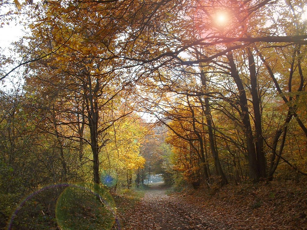 Soleil d'automne dans les bois de Charnay by Alain CORNU