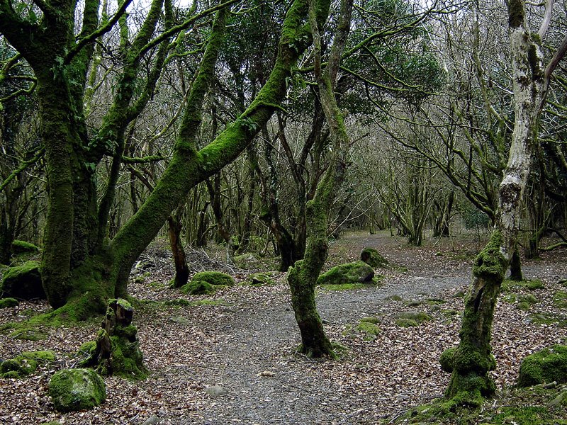 Skaigh, Dartmoor by andrewhead