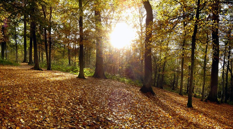 Exeter, Stoke Woods by andrewhead