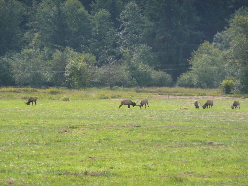 Elk at Play by Jon N. Powell