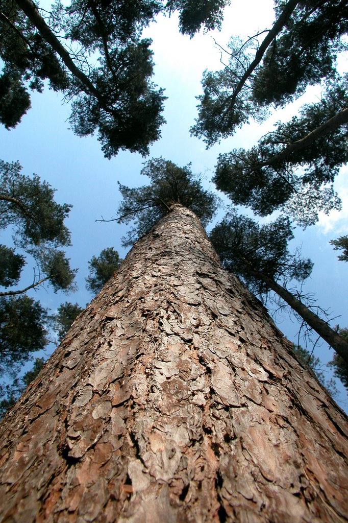 Conifers, Maulden Woods by Geoff Spivey