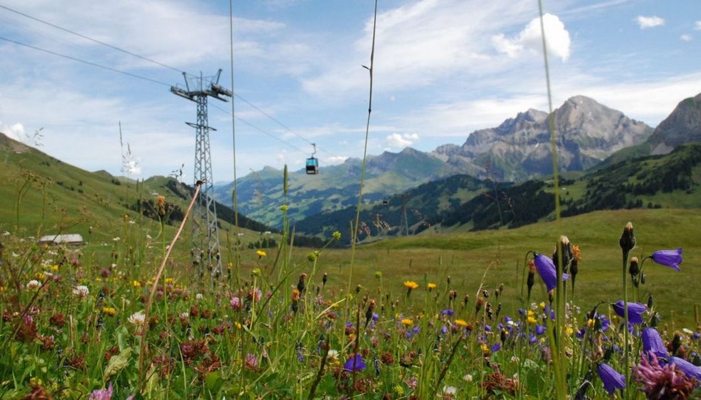 Hahnenmoos - Blumenmeer by thias-pictures