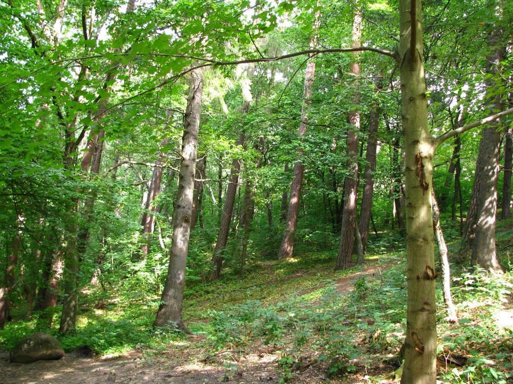 The depths of the forest. Svetlogorsk (earlier Rauschen) by Тилигузов Сергей