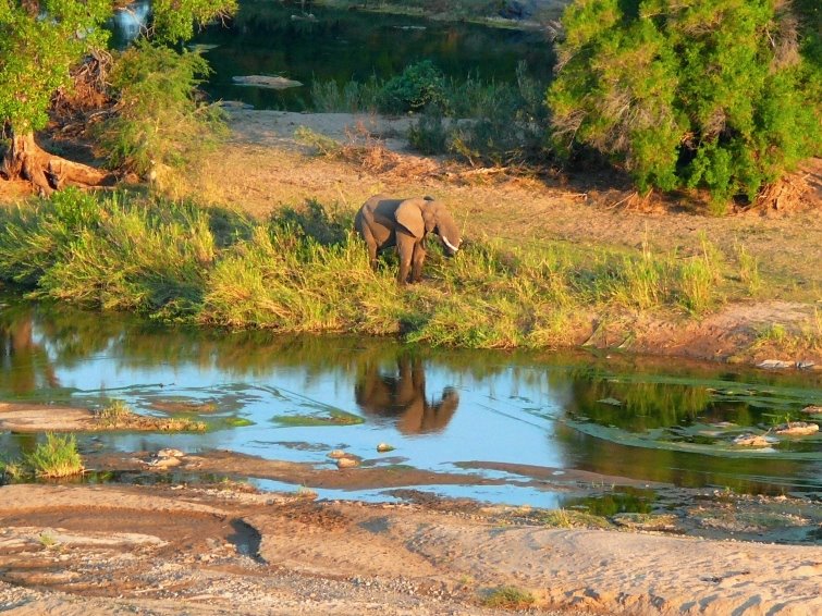 Elephant Reflection by H.J. van Zyl