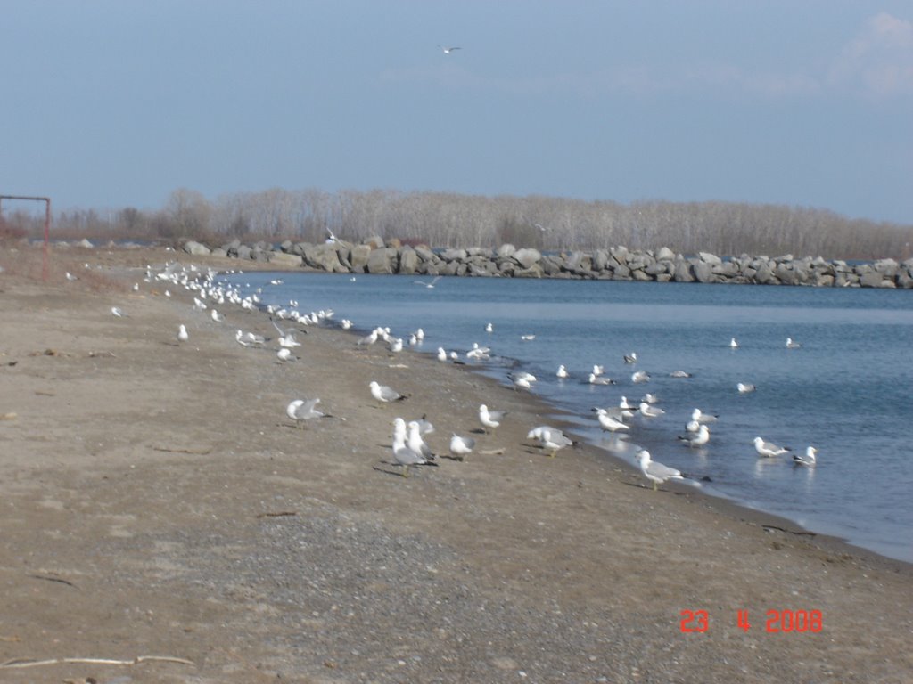 Ward Island Beach by giova_els