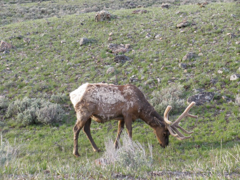 Elk in Yellowstone by andy.berget