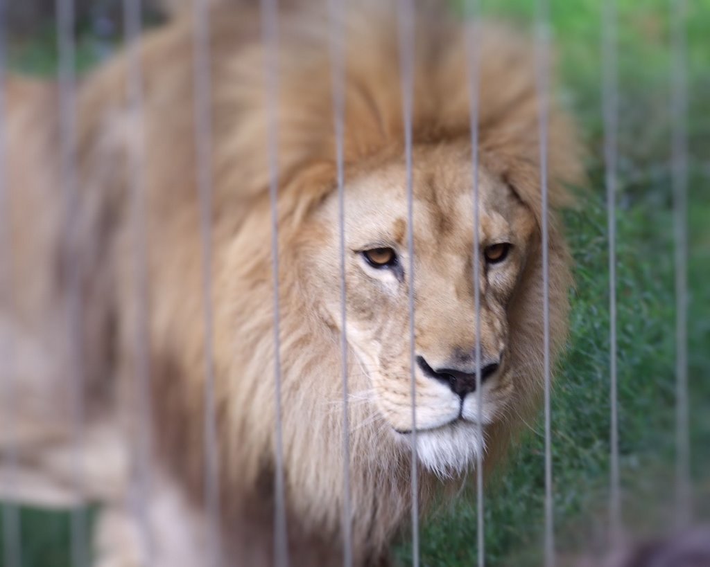 Lion, Indianapolis Zoo by JBurns317@SBCGlobal.…