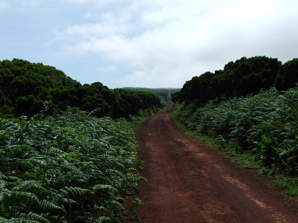 Road to Ponta de Rosais by kimbapeewee