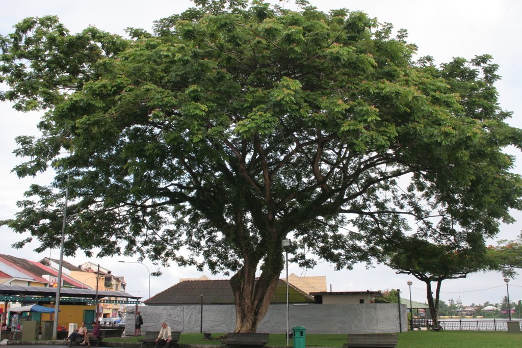 Tree at Water Front, Kuching by ames2008