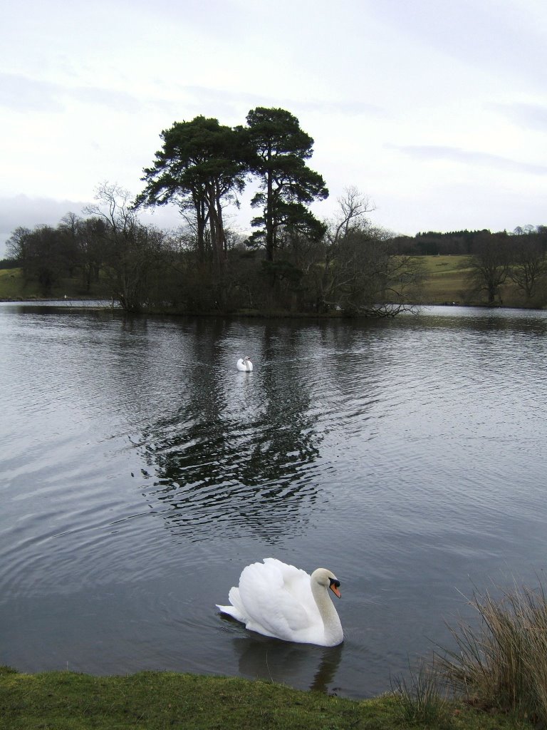 Douglas Loch Swans by Judith,