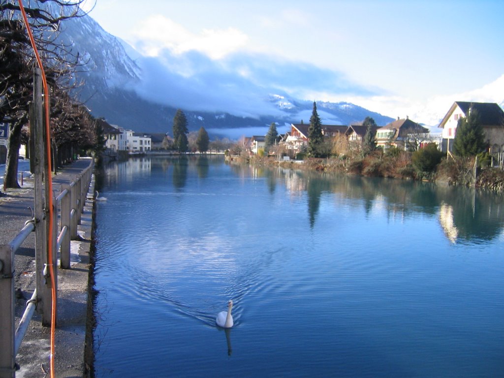 Swan on the Interlaken Kanal by SerafinaPekkala