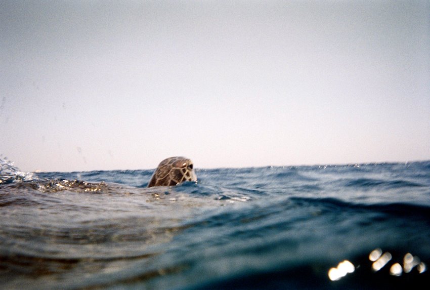 Head of Sea Turtle out of water to inspire at Abu Dabab by MirkoPoppi