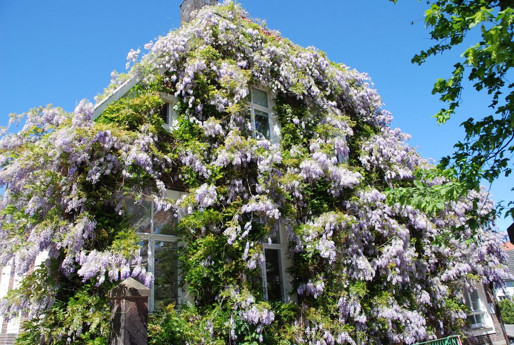 Completely covered in wisteria / von Blauregen umrankt by Rai©Lui