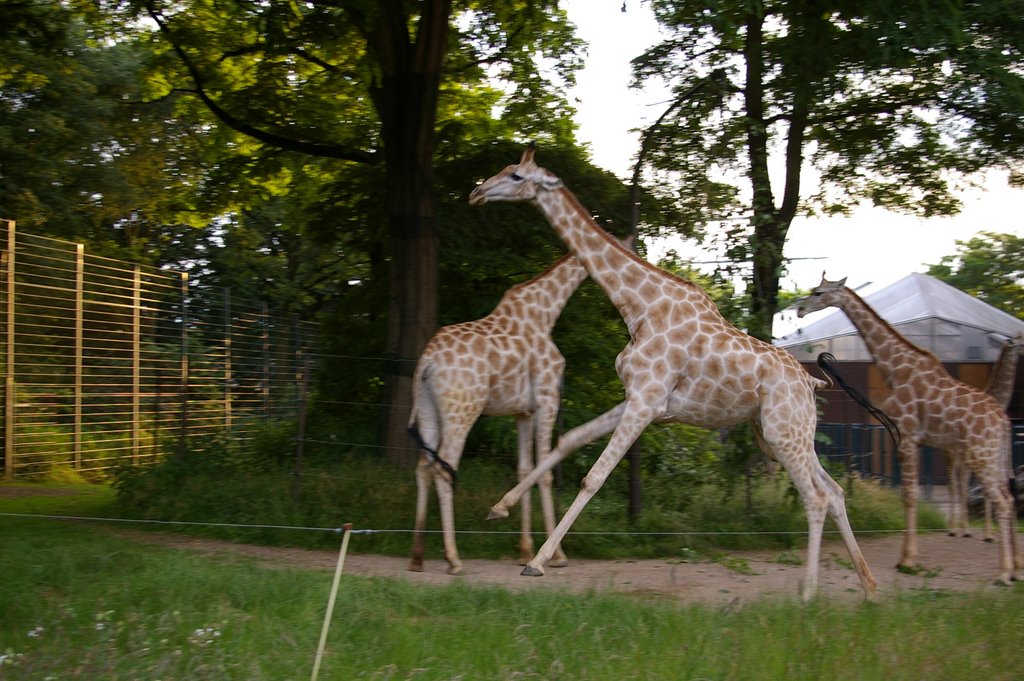 Giraffen im Dortmund Zoo [Sommer 2008] by Soony