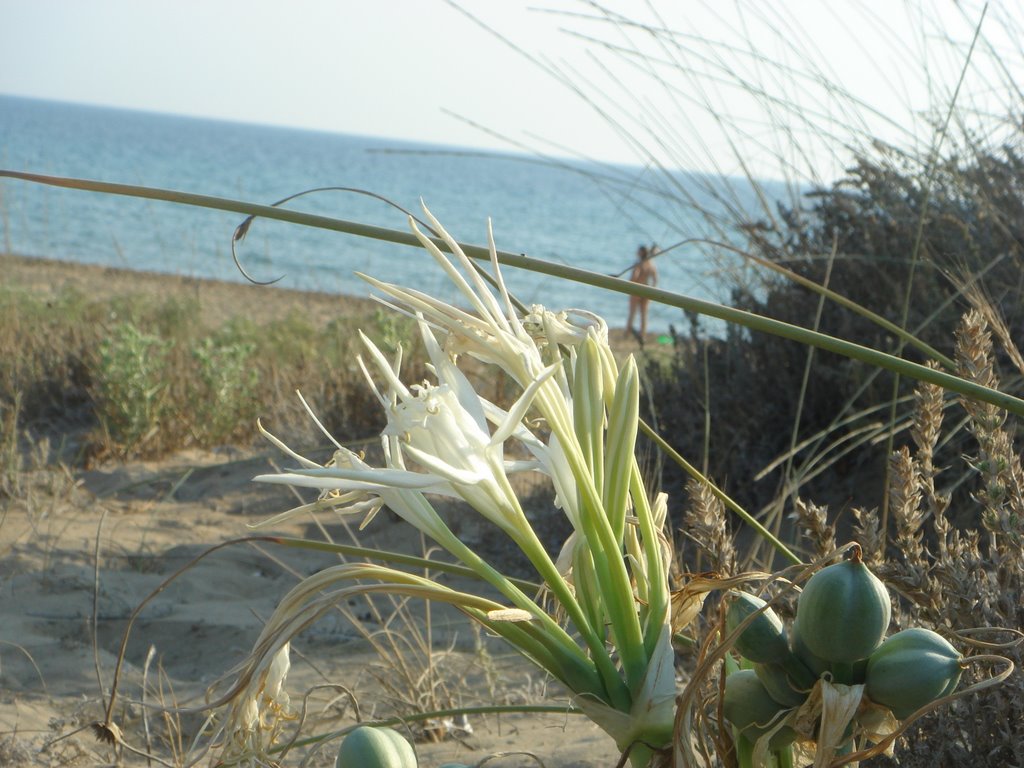 Wild orchid by the sea shore 2008 by bigleo