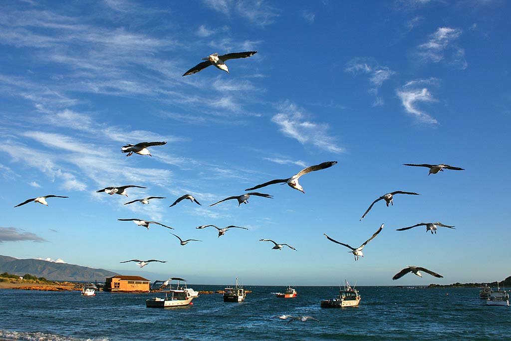 Seagulls at 'Island Bay' by Fritz Schöne