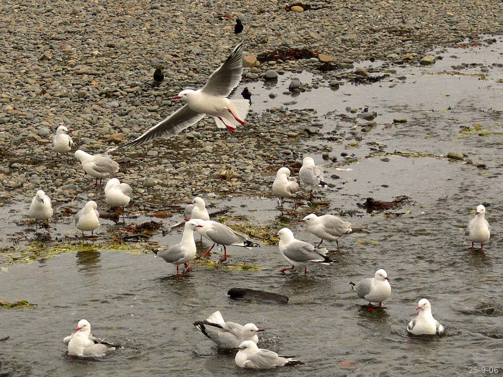 Seagull gathering by Fritz Schöne