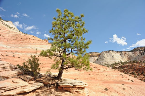 Zion by Littleplanet